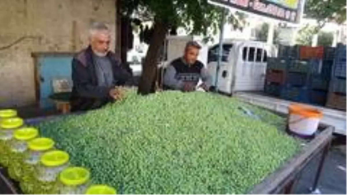 Kilis'te yerli sofralık zeytin piyasada
