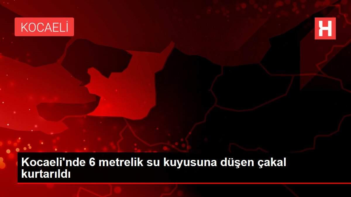 Kocaeli'nde 6 metrelik su kuyusuna düşen çakal kurtarıldı Kocaeli'nde 6 metrelik su kuyusuna düşen çakal kurtarıldı