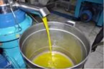 Mardin'de hasadı yapılan zeytin, zeytinyağına dönüştürülüyor Mardin'de hasadı yapılan zeytin, zeytinyağına dönüştürülüyor