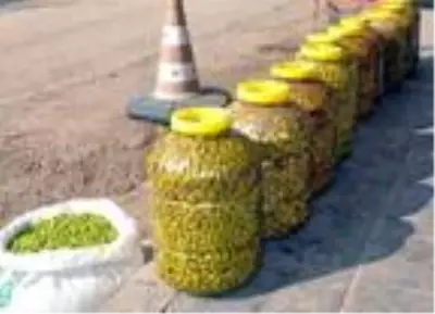 Mardin'de hasadı yapılan zeytin, zeytinyağına dönüştürülüyor Mardin'de hasadı yapılan zeytin, zeytinyağına dönüştürülüyor