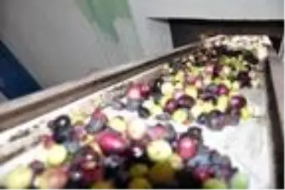 Mardin'de hasadı yapılan zeytin, zeytinyağına dönüştürülüyor Mardin'de hasadı yapılan zeytin, zeytinyağına dönüştürülüyor