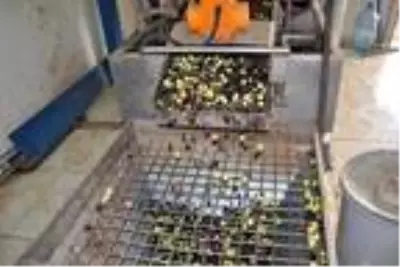Mardin'de hasadı yapılan zeytin, zeytinyağına dönüştürülüyor Mardin'de hasadı yapılan zeytin, zeytinyağına dönüştürülüyor