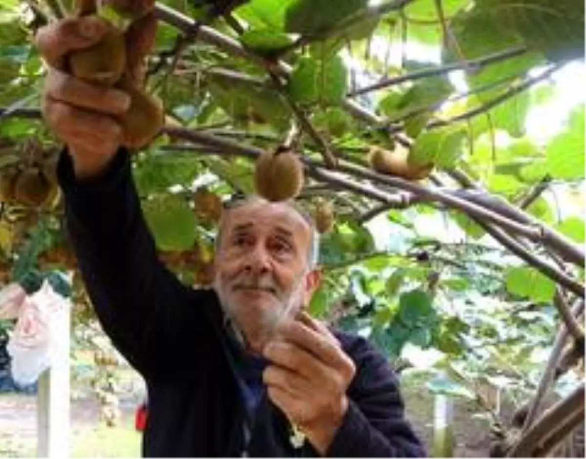 Ordu'da kivi hasadı başladı