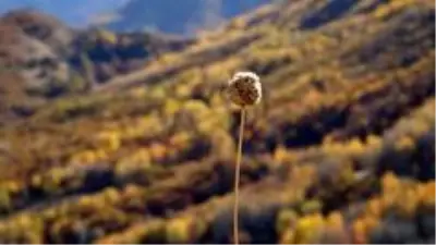 Tunceli'de 'Kar ve sonbahar' görsel şölen sundu Tunceli'de 'Kar ve sonbahar' görsel şölen sundu