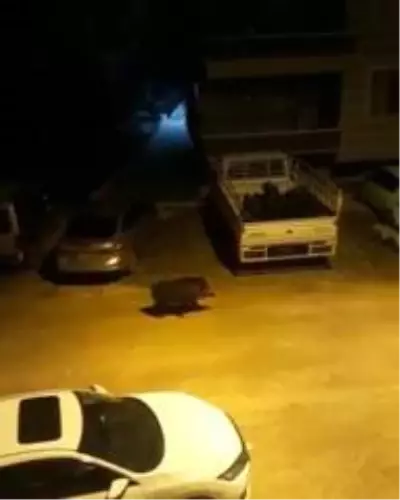 Aç kalan domuz şehir merkezine indi Aç kalan domuz şehir merkezine indi