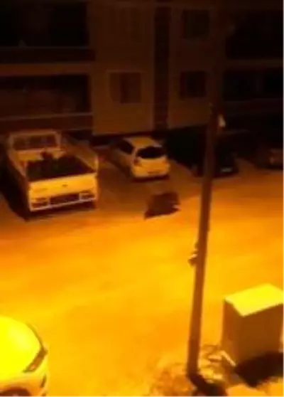 Aç kalan domuz şehir merkezine indi Aç kalan domuz şehir merkezine indi