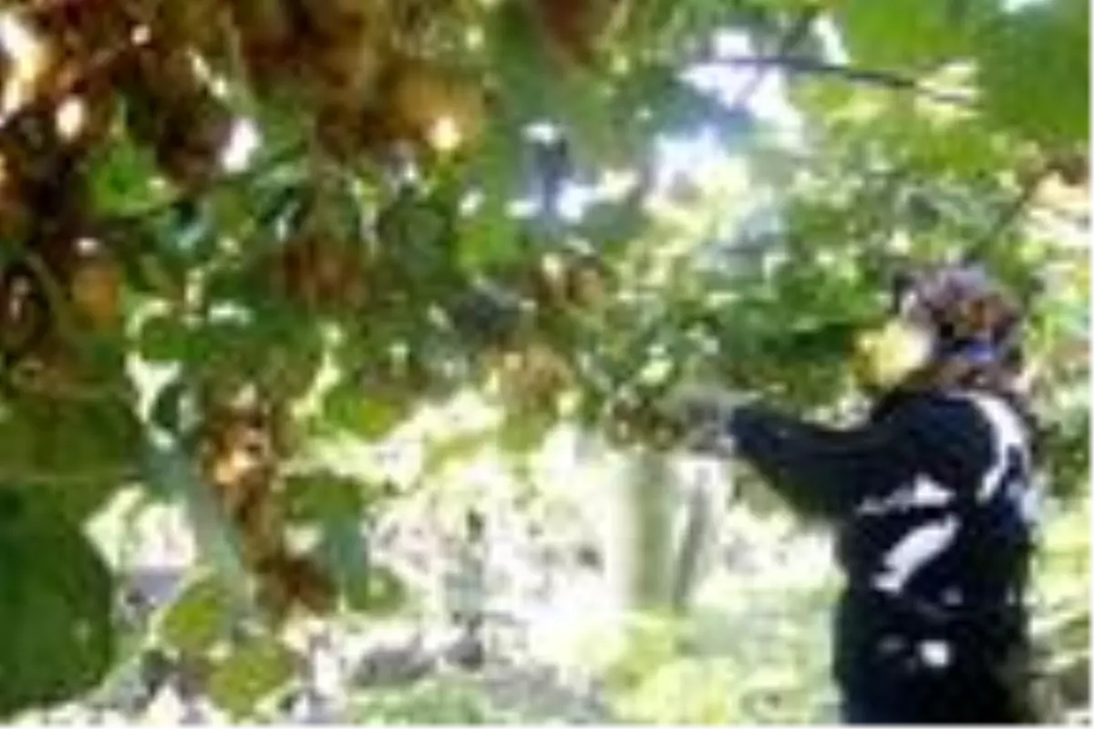 Bursa'da kivi hasadı başladı