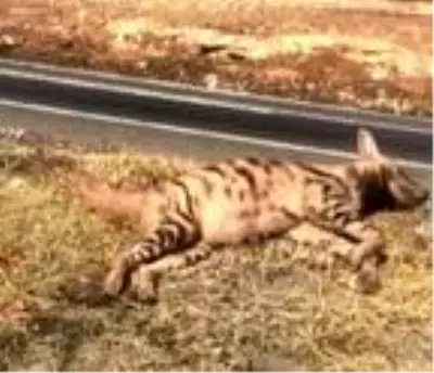 Son dakika haber... Kazada nesli tükenme tehlikesi bulunan sırtlan telef oldu