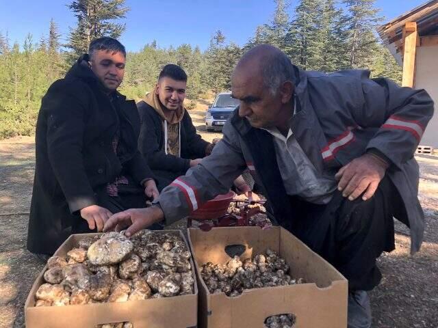 Köylüler, ormanda didik didik arayıp buldukları sedir mantarını, kilosunu 100 liradan satıyorlar Köylüler, ormanda didik didik arayıp buldukları sedir mantarını, kilosunu 100 liradan satıyorlar