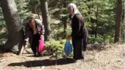 Köylüler, ormanda didik didik arayıp buldukları sedir mantarını, kilosunu 100 liradan satıyorlar Köylüler, ormanda didik didik arayıp buldukları sedir mantarını, kilosunu 100 liradan satıyorlar
