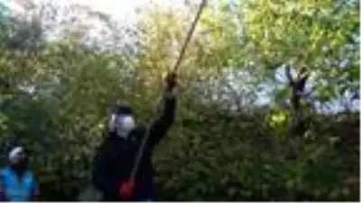 Kütahya Valisi Ali Çelik Simav'da sırıkla kestane silkti Kütahya Valisi Ali Çelik Simav'da sırıkla kestane silkti