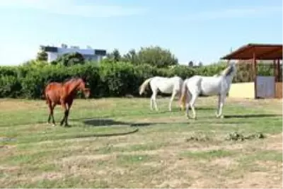 Mezitli Belediyesinin 'Mutlu Yaşam Köyü' projesinde sona gelindi Mezitli Belediyesinin 'Mutlu Yaşam Köyü' projesinde sona gelindi