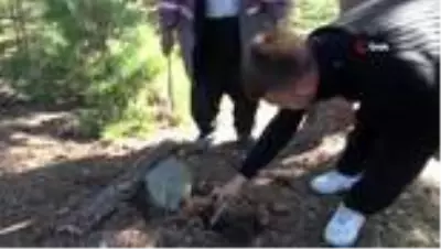 Köylüler, ormanda didik didik arayıp buldukları sedir mantarını, kilosunu 100 liradan satıyorlar Köylüler, ormanda didik didik arayıp buldukları sedir mantarını, kilosunu 100 liradan satıyorlar
