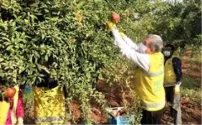 Şanlıurfa'da dar gelirlilerin meyvesi belediyeden Şanlıurfa'da dar gelirlilerin meyvesi belediyeden