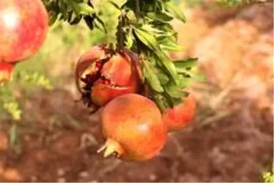 Şanlıurfa'da dar gelirlilerin meyvesi belediyeden Şanlıurfa'da dar gelirlilerin meyvesi belediyeden
