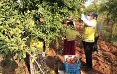 Şanlıurfa'da dar gelirlilerin meyvesi belediyeden Şanlıurfa'da dar gelirlilerin meyvesi belediyeden
