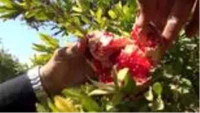 Şanlıurfa'da dar gelirlilerin meyvesi belediyeden Şanlıurfa'da dar gelirlilerin meyvesi belediyeden