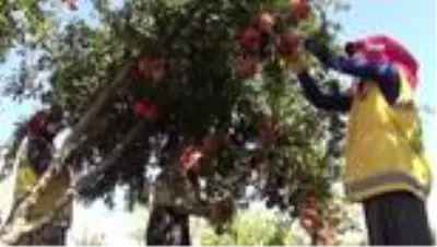 Şanlıurfa'da dar gelirlilerin meyvesi belediyeden Şanlıurfa'da dar gelirlilerin meyvesi belediyeden