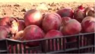 Şanlıurfa'da dar gelirlilerin meyvesi belediyeden Şanlıurfa'da dar gelirlilerin meyvesi belediyeden