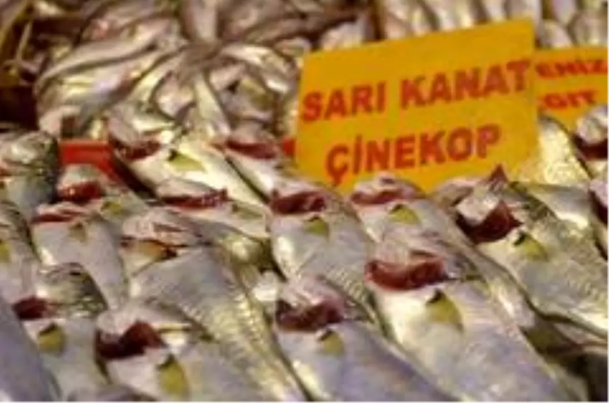 Taze çinekop tezgahta