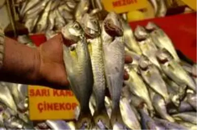 Taze çinekop tezgahta Taze çinekop tezgahta