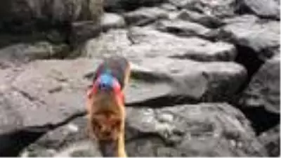 Artvin'de 4 gün önce kaybolan 31 yaşındaki kişi, aranıyor Artvin'de 4 gün önce kaybolan 31 yaşındaki kişi, aranıyor
