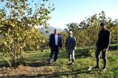 Fındıkta Avrupa ve 4 dolar beklentisi Fındıkta Avrupa ve 4 dolar beklentisi