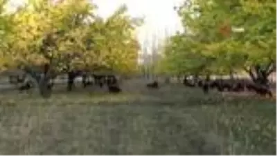 Iğdır kayısı bahçelerinin sonbahar renkleri ihtişamıyla görenleri kendine hayran bırakıyor Iğdır kayısı bahçelerinin sonbahar renkleri ihtişamıyla görenleri kendine hayran bırakıyor