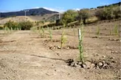 Son dakika haberi... Altındağ'a bir orman daha - Haber