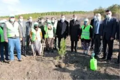Balıkesir'de 10 bin fidan toprakla buluştu Balıkesir'de 10 bin fidan toprakla buluştu