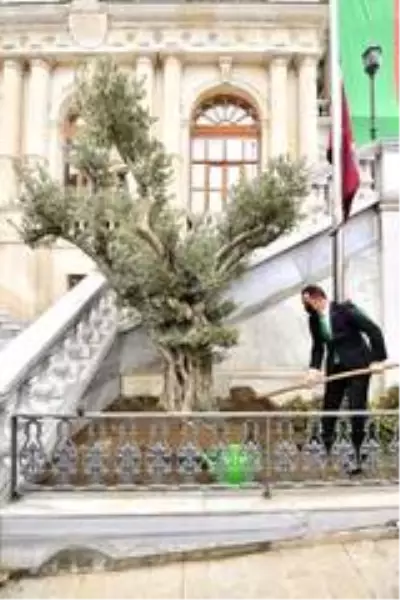 - Beyoğlu'ndan tüm İstanbul'a yayılan 'Zeytin Ağacı Dikme' kampanyası - Beyoğlu'ndan tüm İstanbul'a yayılan 'Zeytin Ağacı Dikme' kampanyası