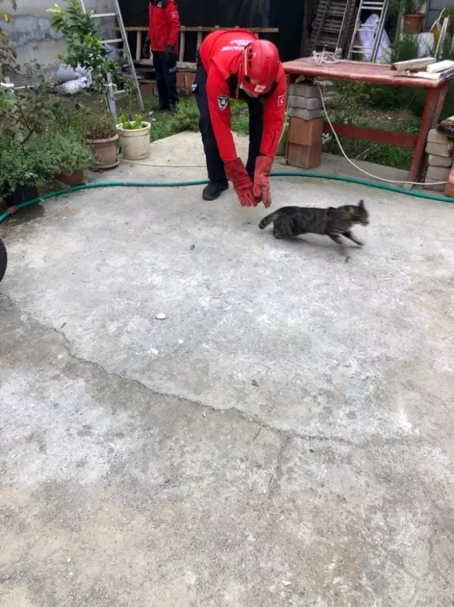 Burhaniye�de kedi kurtarma operasyonu Balıkesir