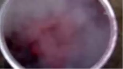'Efsane rengin' elde edildiği bitkinin tohumları toprakla buluştu 'Efsane rengin' elde edildiği bitkinin tohumları toprakla buluştu