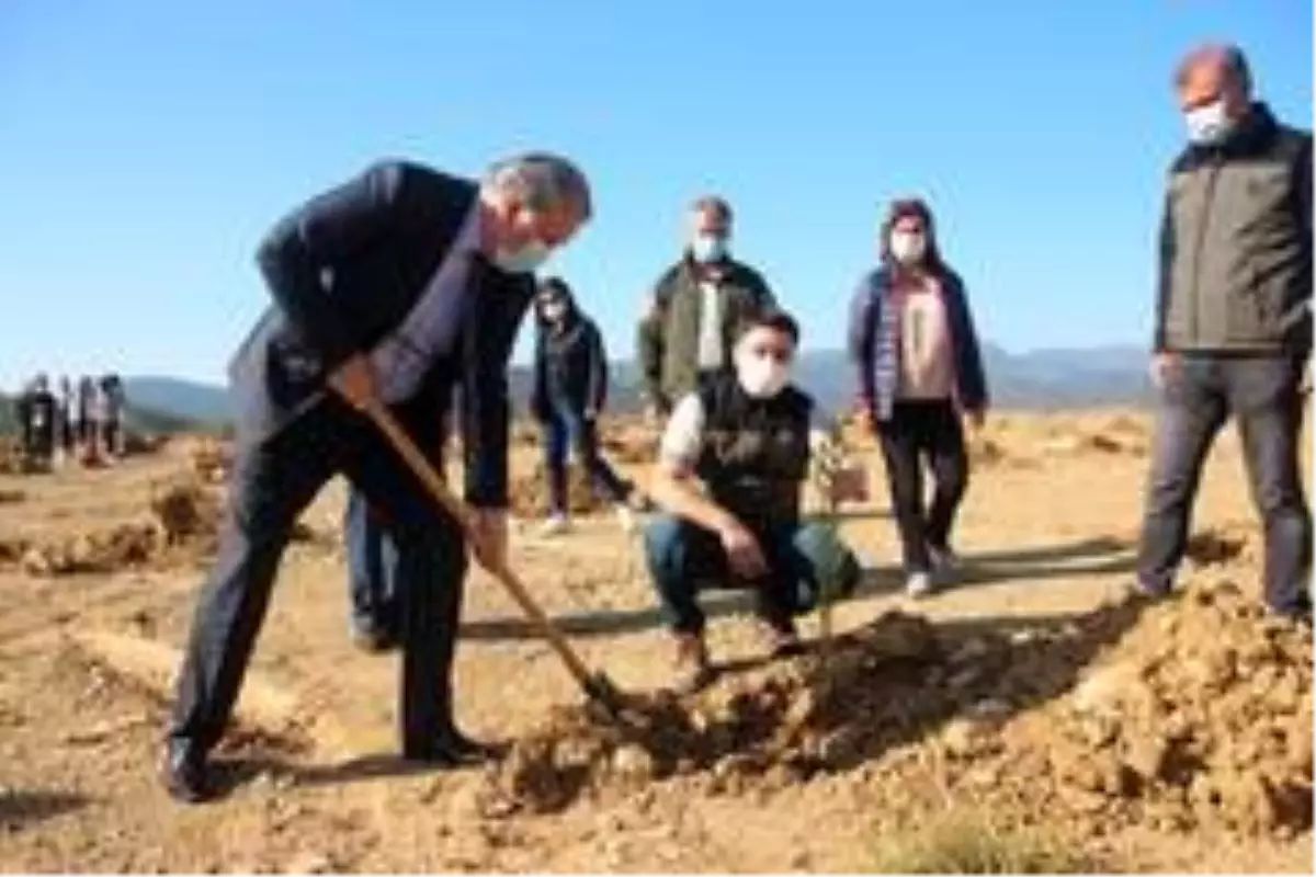 Hafriyat alanına 2 bin ağaç dikildi
