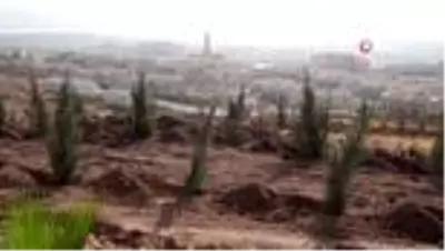 - Hasankeyf'e 14 bin ağaç toprakla buluştu - Hasankeyf'e 14 bin ağaç toprakla buluştu
