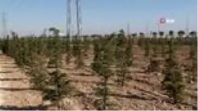 Konya'da dikilen geleceğe nefes olacak fidanlar büyüyor Konya'da dikilen geleceğe nefes olacak fidanlar büyüyor