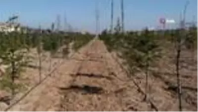 Konya'da dikilen geleceğe nefes olacak fidanlar büyüyor Konya'da dikilen geleceğe nefes olacak fidanlar büyüyor