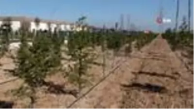 Konya'da dikilen geleceğe nefes olacak fidanlar büyüyor Konya'da dikilen geleceğe nefes olacak fidanlar büyüyor
