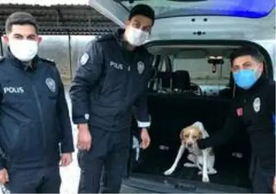 Son Dakika Saimbeyli De Kopege Iskence Goruntulerinde 1 Gozalti Haberler Com 3 Sayfa