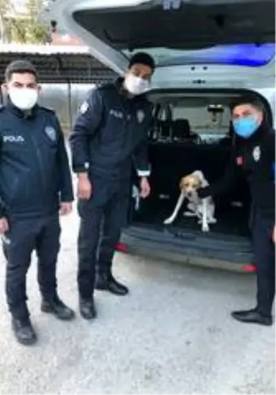 Son dakika... Saimbeyli'de köpeğe işkence görüntülerinde 1 gözaltı Son dakika... Saimbeyli'de köpeğe işkence görüntülerinde 1 gözaltı