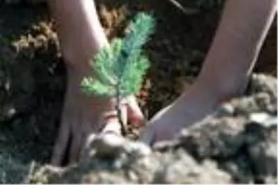 Reyhanlı Eğitim Köyü'nde kalan Suriyeli yetim çocuklar Hatay'a nefes olmak için fidan dikti Reyhanlı Eğitim Köyü'nde kalan Suriyeli yetim çocuklar Hatay'a nefes olmak için fidan dikti
