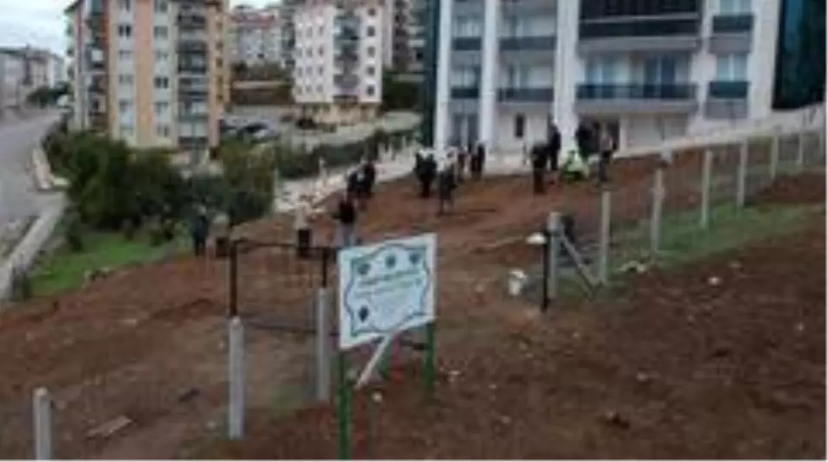 Sinop'ta asırlık zeytin fideleri toprakla buluştu