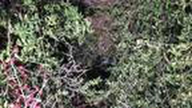 Taciz suçundan aranılan şüpheli, polisten kaçmak için çalılıkların arasında yaşam alanı kurmuş