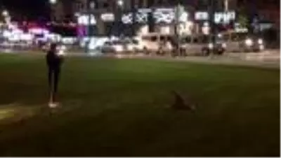 Yolunu kaybeden tilki şehirde ezilme tehlikesi yaşadı Yolunu kaybeden tilki şehirde ezilme tehlikesi yaşadı
