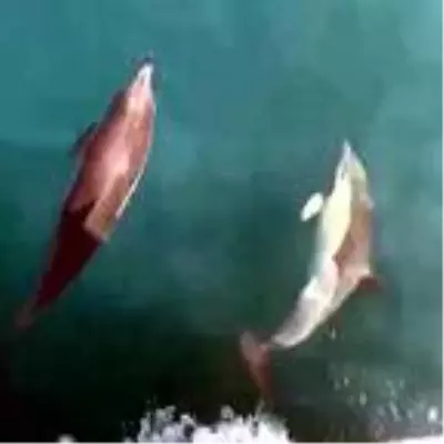 Yunusların balıkçı teknesiyle yarışı kamerada Yunusların balıkçı teknesiyle yarışı kamerada