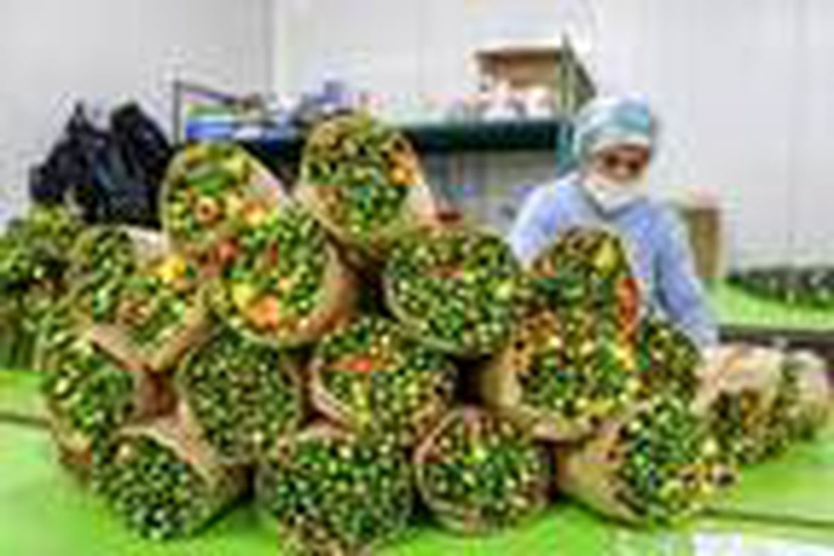 İhracatçılar endişeli, Avrupa kapıları kapatırsa 150 milyon dal Noel çiçeği çöpe gidecek