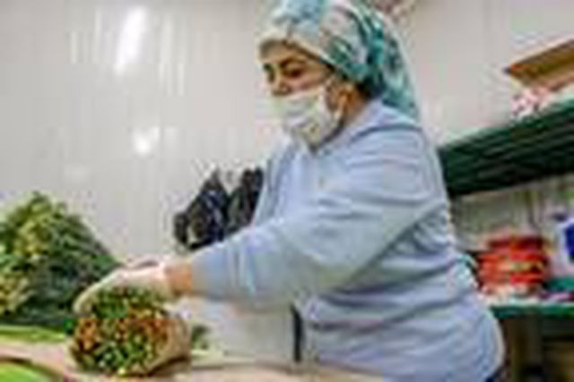 İhracatçılar endişeli, Avrupa kapıları kapatırsa 150 milyon dal Noel çiçeği çöpe gidecek