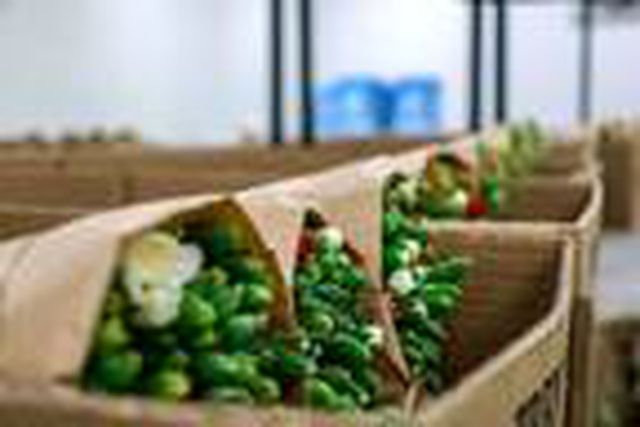 İhracatçılar endişeli, Avrupa kapıları kapatırsa 150 milyon dal Noel çiçeği çöpe gidecek