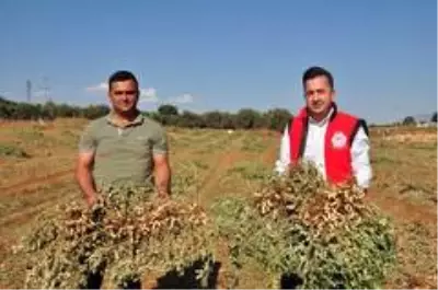 Antalya'da 'fıstık' gibi işe rağbet artıyor