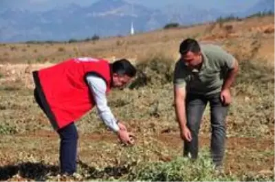 Antalya'da 'fıstık' gibi işe rağbet artıyor
